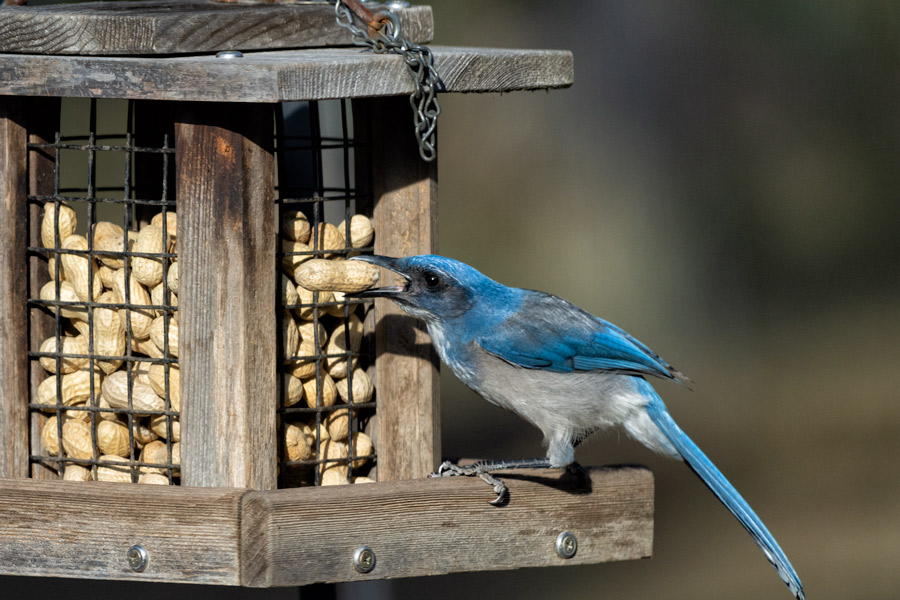 Scrub jay peanut photo