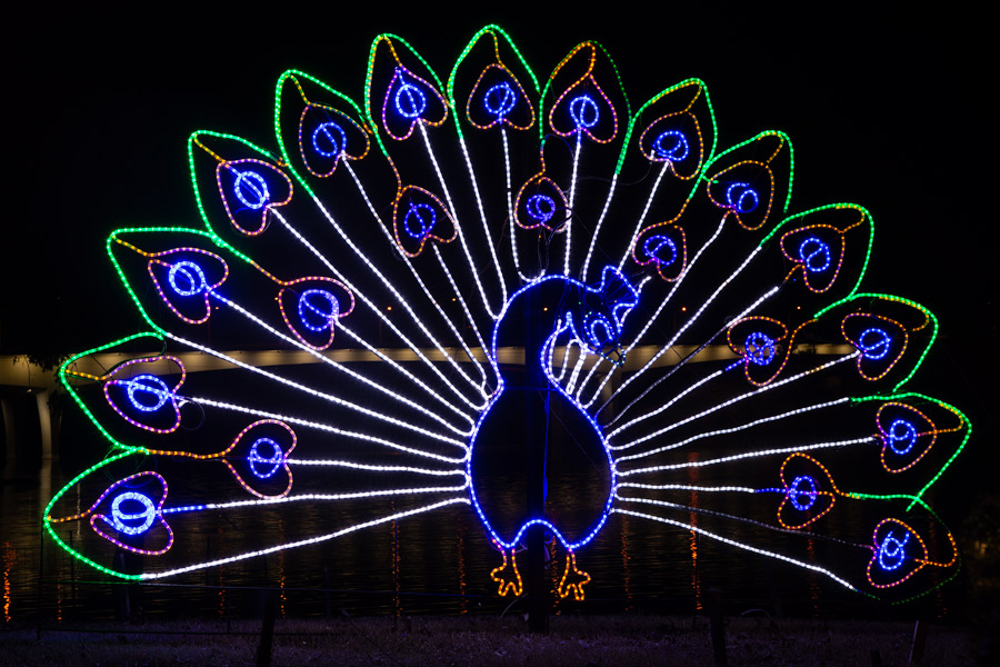 Peacock light photo