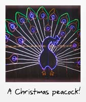 A Christmas Peacock!