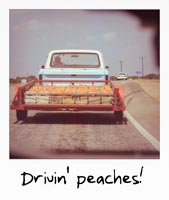 Driving peaches!