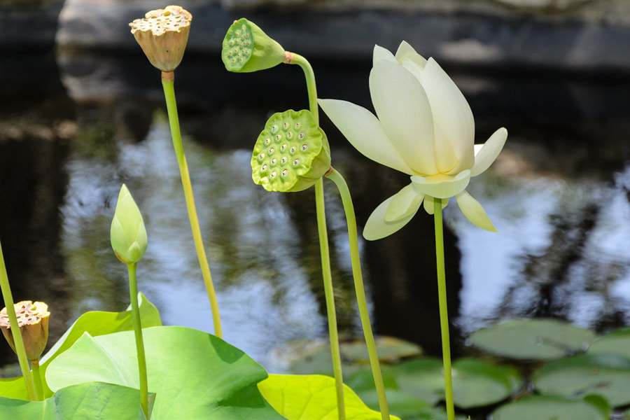 Pond lilies photo