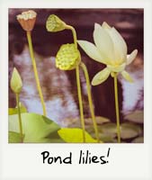 Pond lilies!