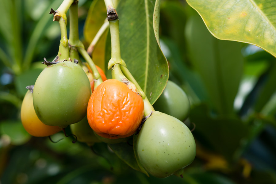 Hawaiian fruit photo