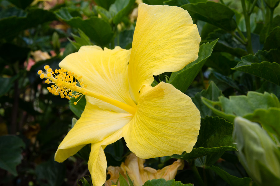 Hibiscus photo