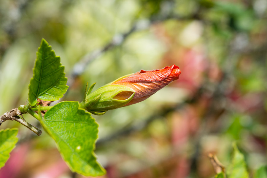 Hibiscus bud photo