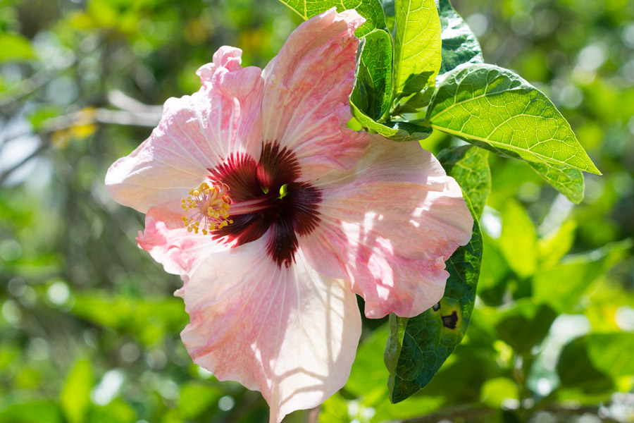 Hibiscus pink photo