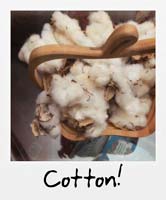 Cotton!