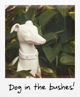 Dog in the bushes!