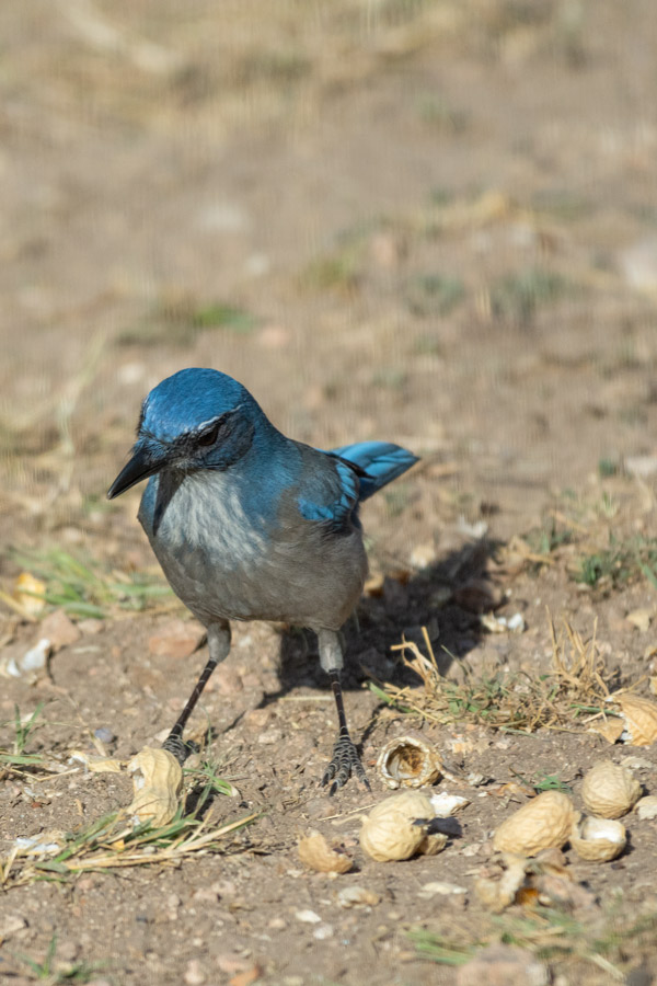 Scrub Jay photo