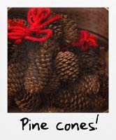 Pine cones!
