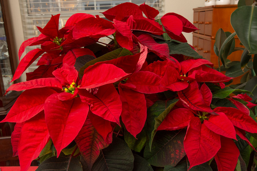 Poinsettias photo