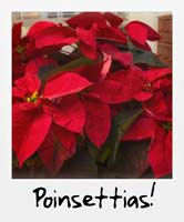 Poinsettias!