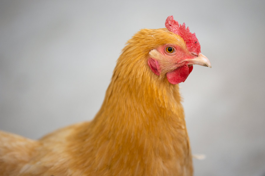 Chicken photo