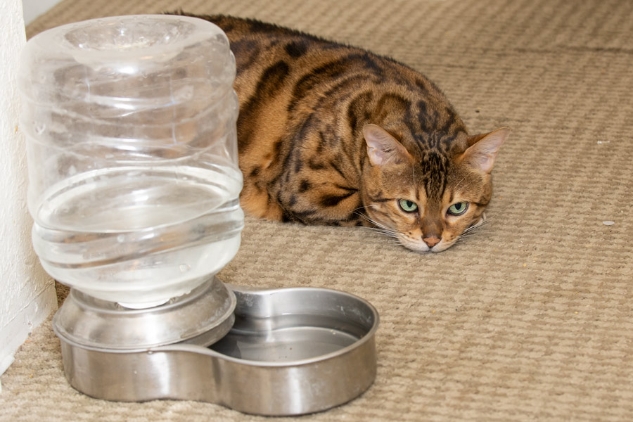 Drugged cat photo