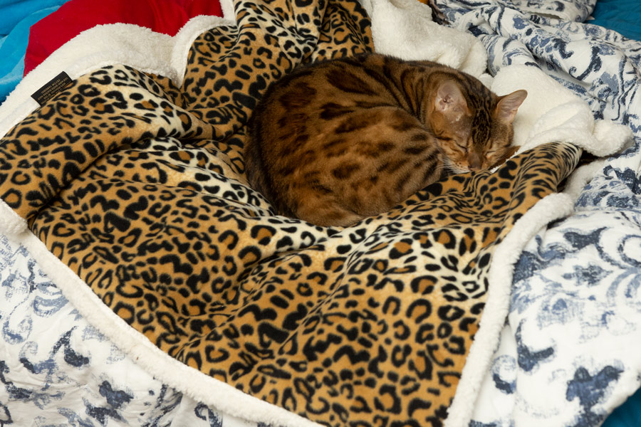 Cat camoed photo