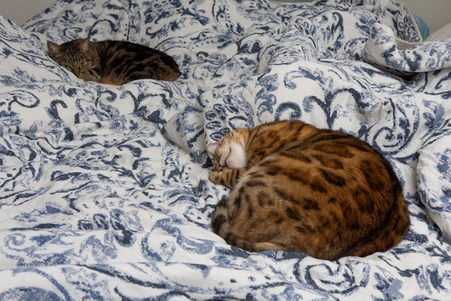Sleeping cats photo
