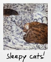 Sleepy cats!