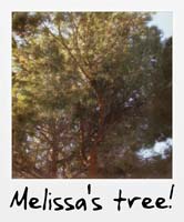 Melissa's tree!