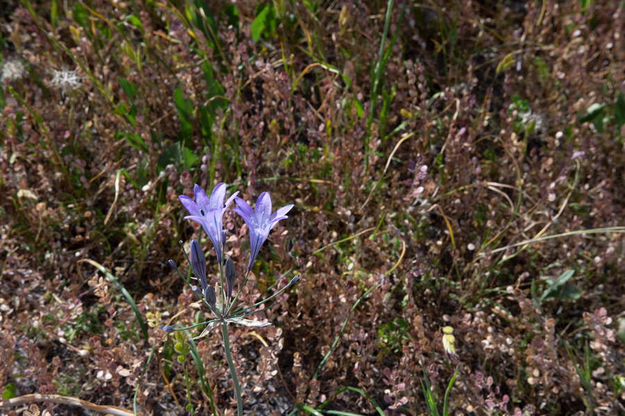 Purple flowers photo