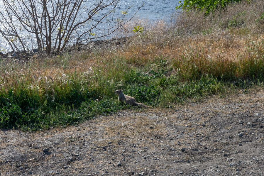 Squirrel photo