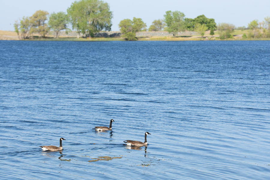 Geese photo