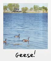 Geese!