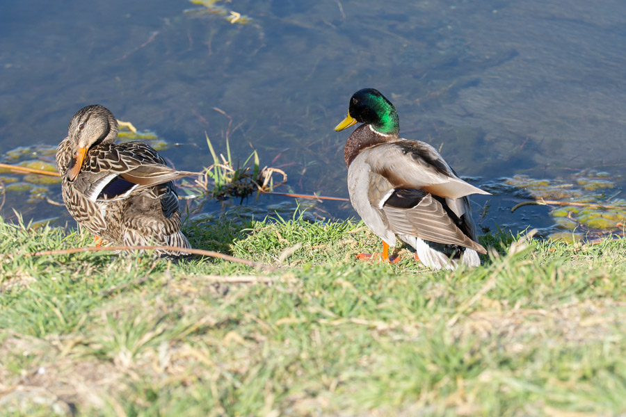 Mallards photo