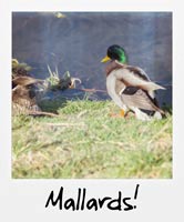 Mallards!