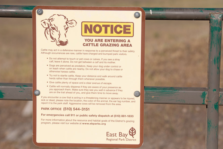 Cow notice photo