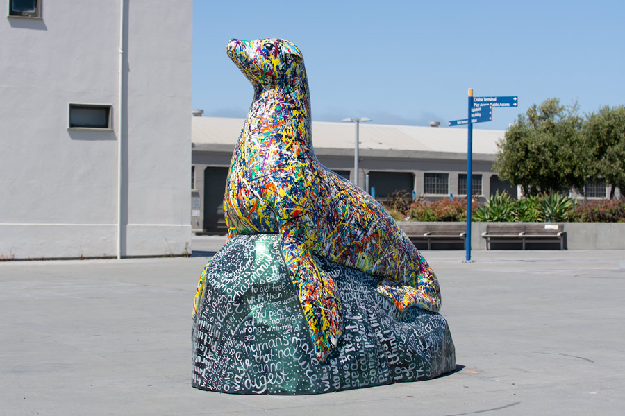 Sea lion photo