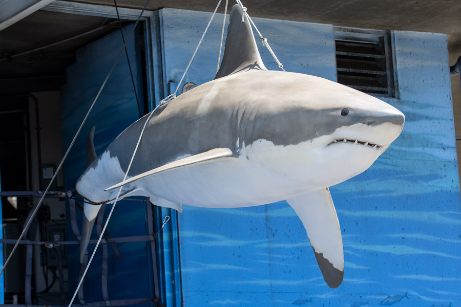 Great white shark photo