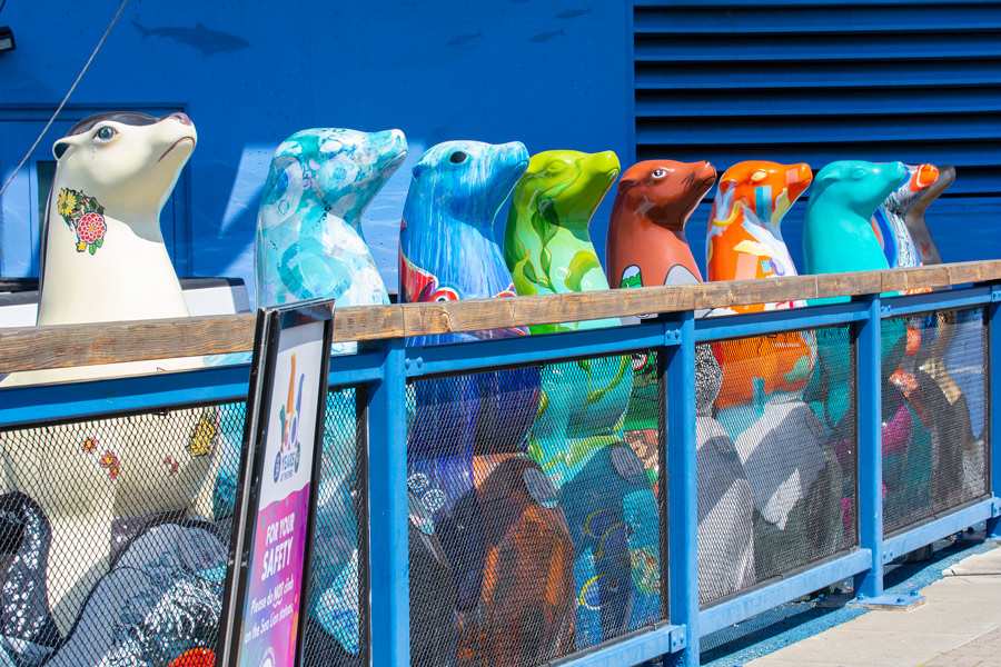Pier 39 sea lions photo