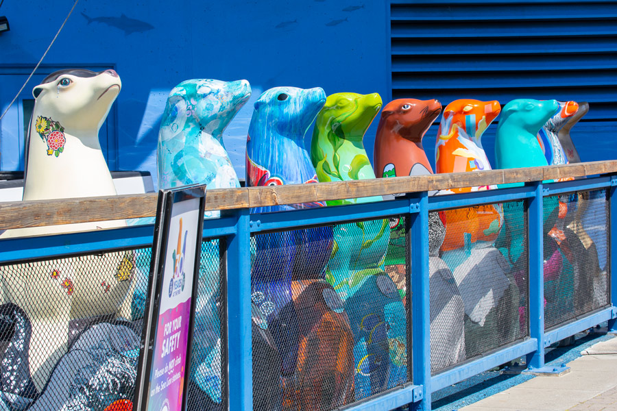 Pier 39 sea lions photo