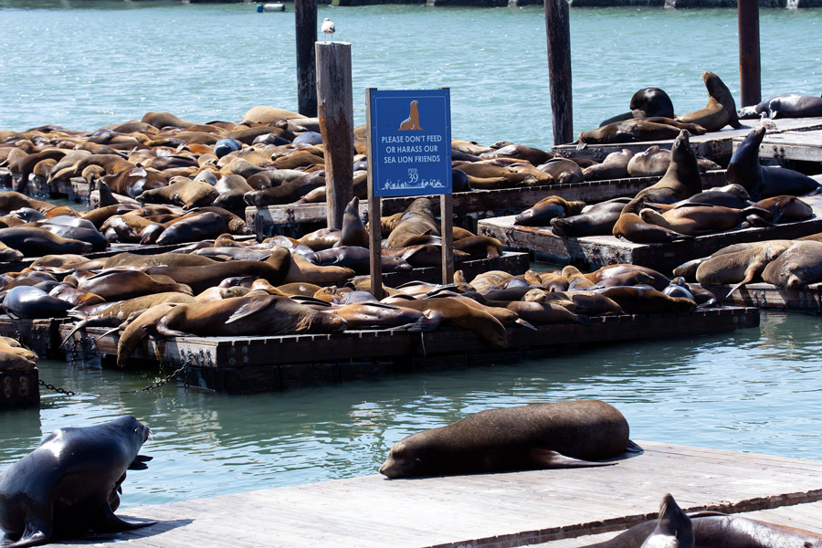 Sea lions photo