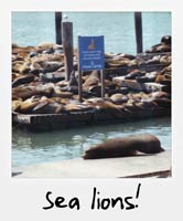 Sea lions!