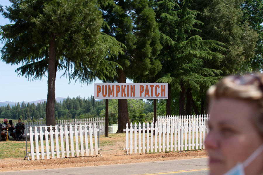 Pumpkin patch photo