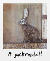 A jackrabbit!