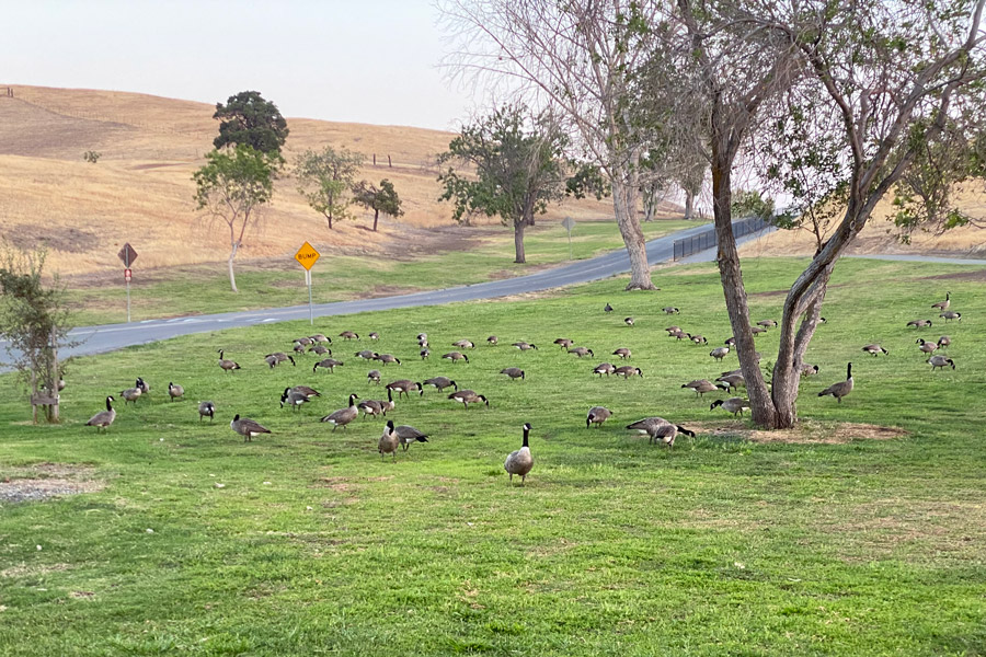 Geese photo