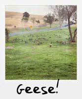 Geese!