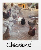 Chickens!