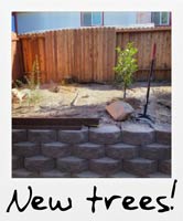 New trees!