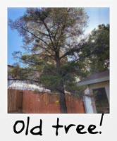 Old tree!