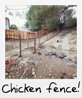 Chicken fence!