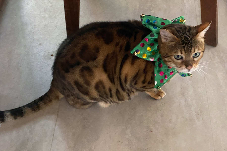 Christmas cat photo