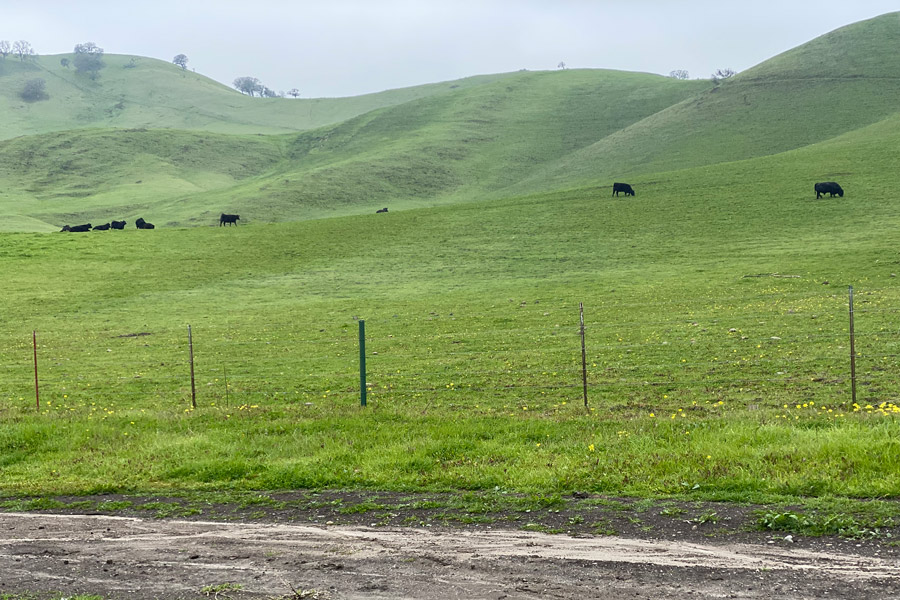 Green hills photo