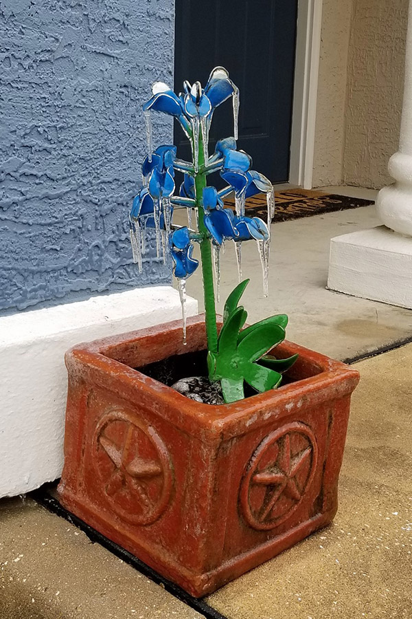 Frozen bluebonnet photo