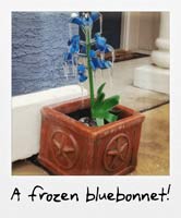 A frozen bluebonnet!