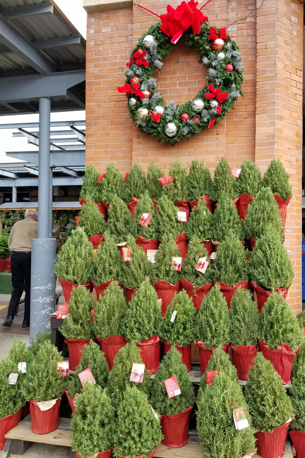 Mini Christmas tree photo