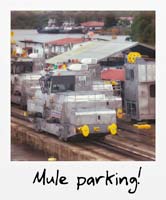 Mule parking!