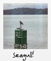 Seagull!